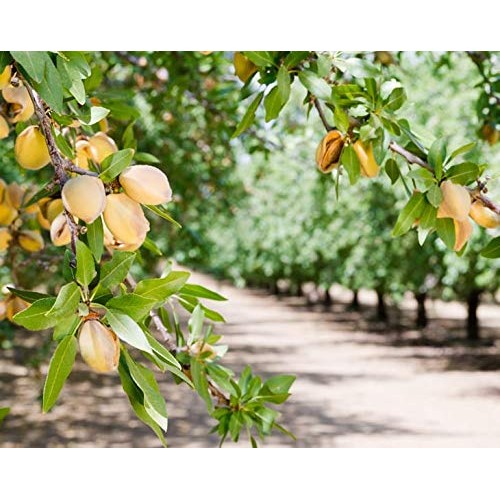 Organic Almonds, 5 Pounds – Non-Gmo, Whole, Raw, No Shell, Unpas