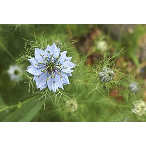 Organic Black Cumin Seeds, 1 Pound - Non-Gmo, Whole Nigella Sati