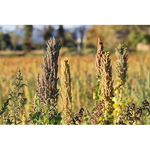 Organic Black Quinoa, 3 Pounds – Non-GMO, Whole Grain, Sproutabl...