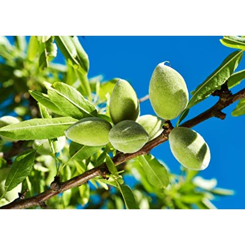 Organic Blanched Slivered Almonds, 7 Pounds – Non-GMO, Raw, Unsa...