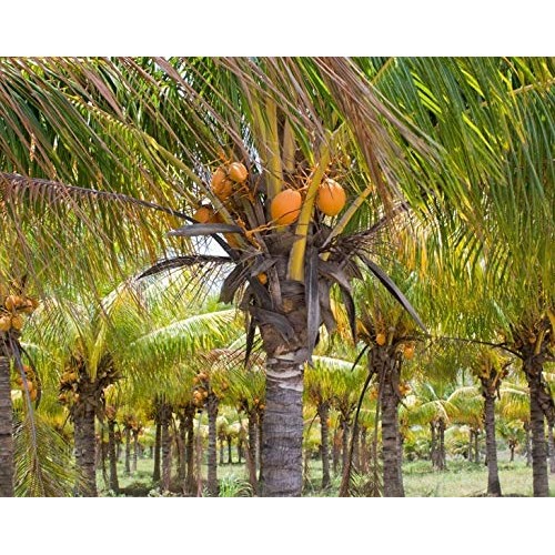 Organic Brown Coconut Sugar, 8 Ounces - Non-Gmo, Pure Palm Sugar