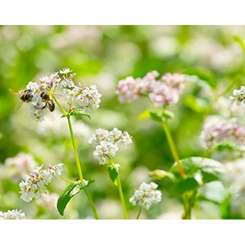 Organic Buckwheat Groats, 10 Pounds - Hulled, Non-Gmo, Kosher, R