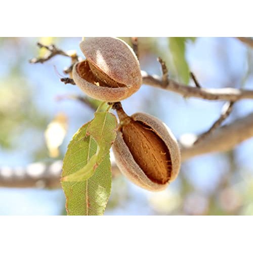 Organic California Almonds, 5 Pounds – Non-Gmo, Whole, Unsalted,