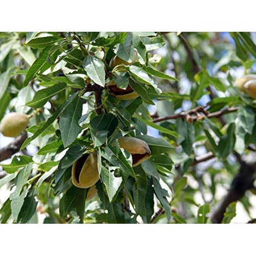 Organic California Pistachios, 5 Pounds - Non-Gmo, Kosher, In Sh