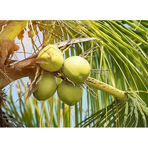 Organic Coconut Flour, 2 Pounds - Non-Gmo, Kosher, Raw, Vegan, U