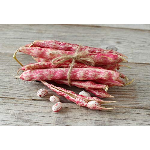 Organic Cranberry Beans, 25 Pounds - Dried Borlotti Beans, Non-G