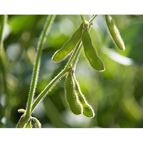 Organic Dark Red Kidney Beans, 10 Pounds - Non-Gmo, Kosher, Raw,