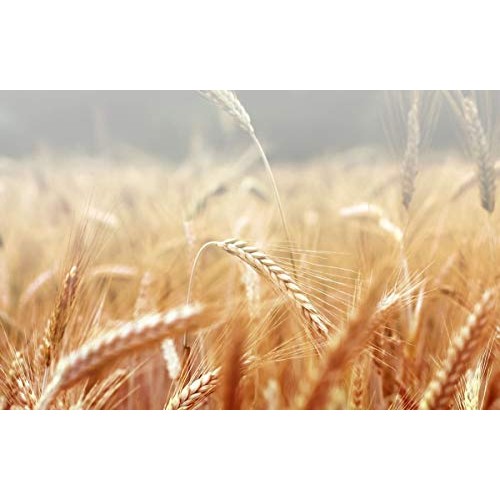 Organic Dark Rye Flour, 8 Ounces - Whole Grain, Non-Gmo, Kosher,