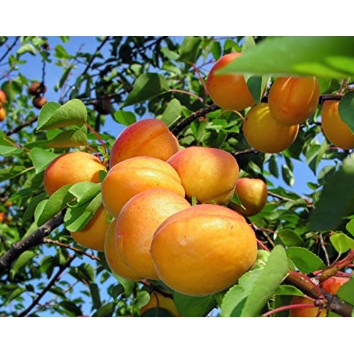 Organic Dried Apricots, 8 Pounds - Non-Gmo, Kosher, Unsulfured,