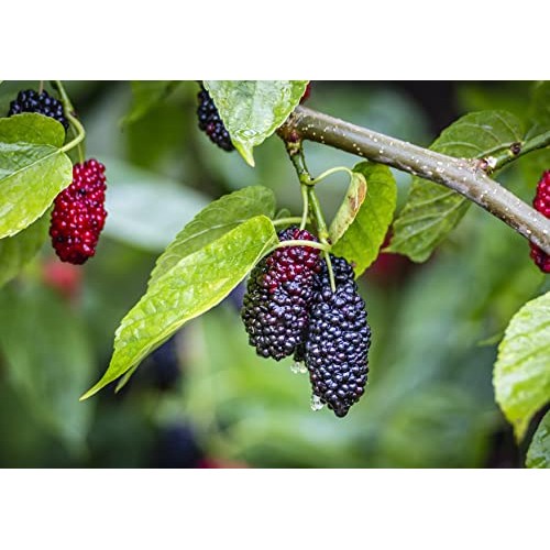 Organic Dried Black Mulberries, 2 Pounds - Non-GMO, Raw Fruit, U...