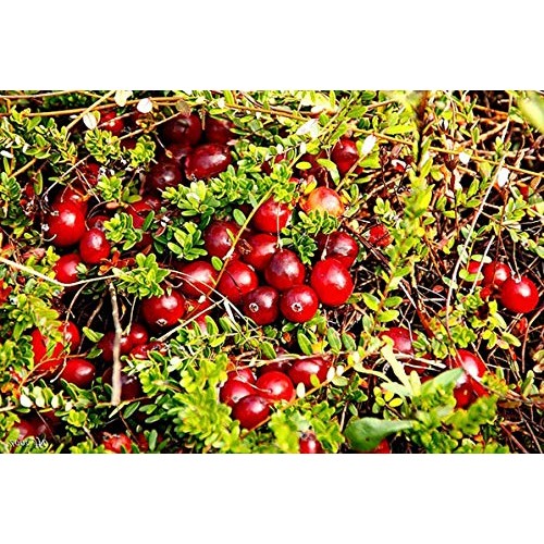 Organic Dried Cranberries, 10 Pounds — Non-Gmo, Kosher, Unsulfur