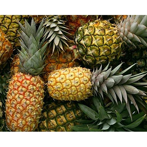 Organic Dried Pineapple Rings, 1 Pound - Non-Gmo, Kosher, Unswee