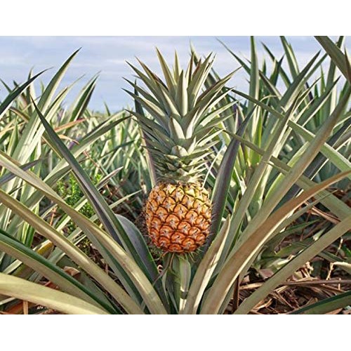 Organic Dried Pineapple Rings, 1 Pound - Non-Gmo, Kosher, Unswee