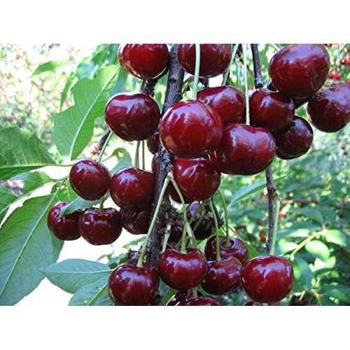 Organic Dried Tart Cherries, 8 Ounces — Lightly Sweetened, Pitte