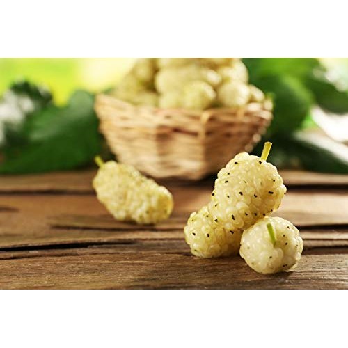 Organic Dried White Mulberries, 5 Pounds - Non-GMO, Unsulfured, ...