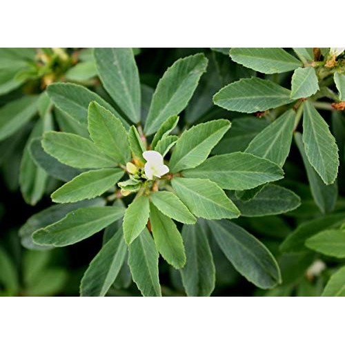 Organic Fenugreek Powder, 1 Pound — Non-Gmo, Raw, Ground Methi S