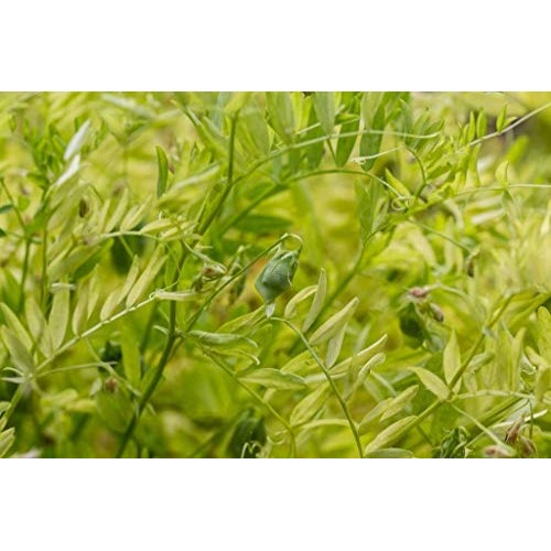 Organic French Green Lentils By Food To Live Whole Dry Beans, N