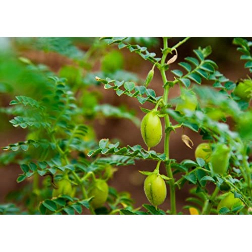 Organic Garbanzo Bean Flour, 2 Pounds - Non-GMO Chickpea Flour, ...