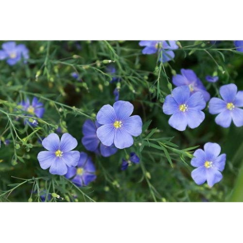 Organic Golden Flax Seeds, 4 Pounds – Whole Raw Flaxseeds, Non-G