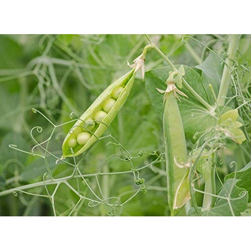 Organic Green Split Peas, 3 Pounds - Non-Gmo, Kosher, Raw, Dried