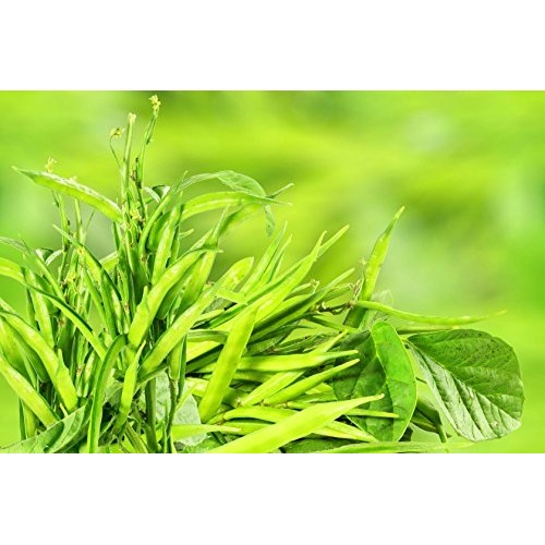 Organic Guar Gum Powder, 5 Pounds - Great Thickener &Amp; Binder, Fo