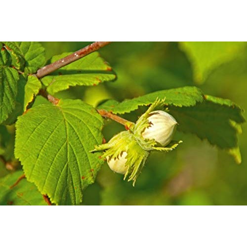 Organic Hazelnuts / Filberts, 8 Ounces - Non-Gmo, Kosher, Raw, N