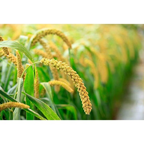 Organic Hulled Millet, 10 Pounds — Whole Grain Seeds, Non-Gmo, K