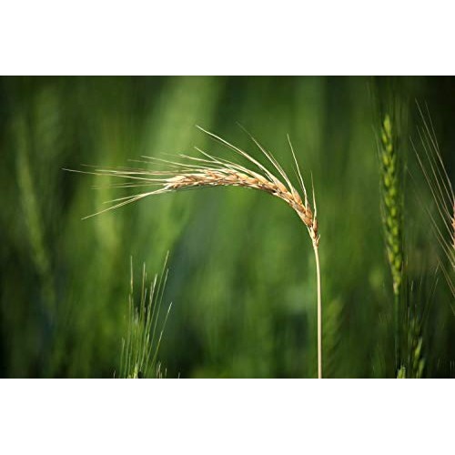 Organic Italian Pearled Farro, 3 Pounds - Non-Gmo, Kosher, Vegan