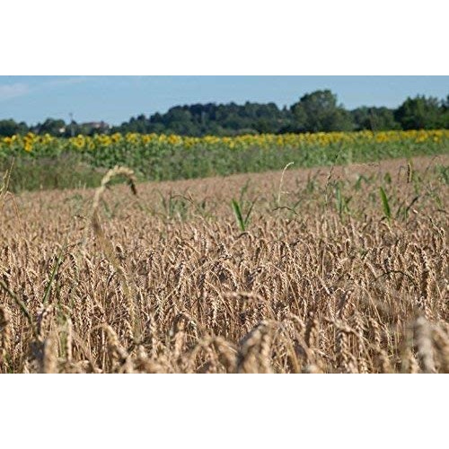 Organic Kamut Khorasan Wheat Flour, 1 Pound - Stone Ground Powde