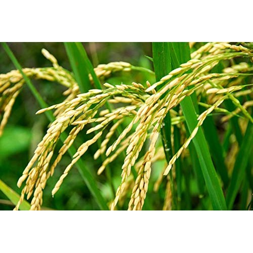 Organic Long Grain White Rice, 1 Pound - Non-Gmo, Kosher, Vegan,