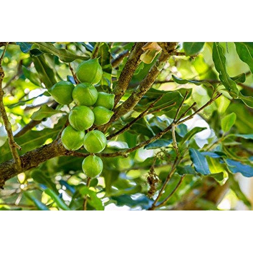 Organic Macadamia Nut Pieces, 1 Pound - Non-Gmo, Unsalted, Unroa