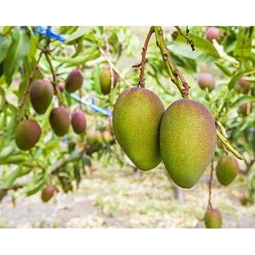 Organic Mango Cheeks By Food To Live Dried, Non-Gmo, Kosher, Un