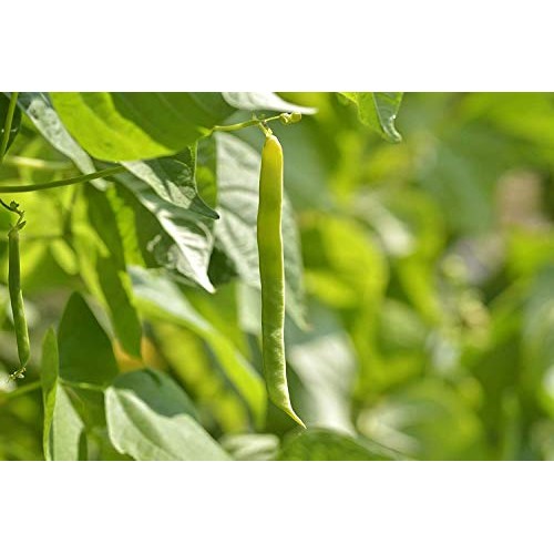 Organic Navy Beans, 3 Pounds - Non-Gmo, Kosher, Raw, Vegan, Bulk