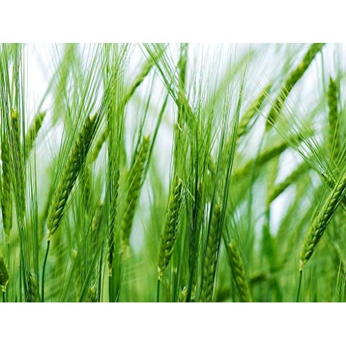 Organic Pearl Barley, 3 Pounds - Non-Gmo, Kosher, Raw, Vegan