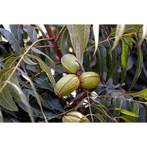 Organic Pecans, 12 Ounces - Non-Gmo, Kosher, Raw, Vegan, No Shell