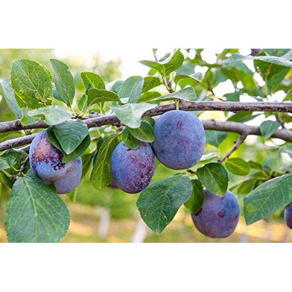 Organic Pitted Prunes, 1 Pound — Dried California Plums, Non-GMO...