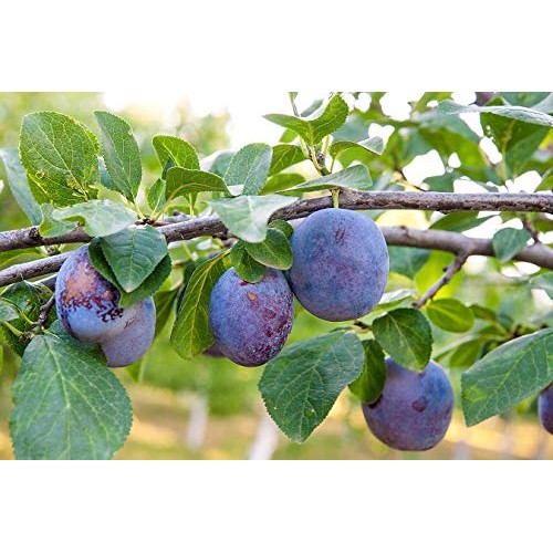 Organic Pitted Prunes, 10 Pounds — Dried California Plums, Non-G