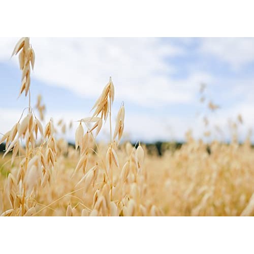 Organic Quick Cooking Rolled Oats, 1.5 Pounds – Non-GMO, 1-Minut...