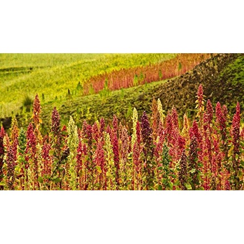 Organic Red Quinoa By Food To Live Kosher, Bulk — 10 Pounds