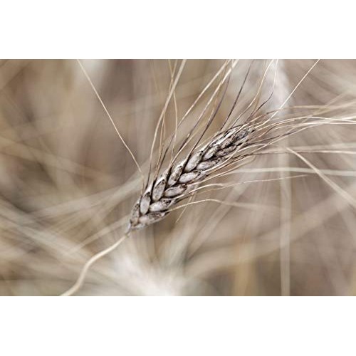 Organic Rolled Kamutkhorasan Wheat Flakes, 1.5 Pounds - Non-Gmo,