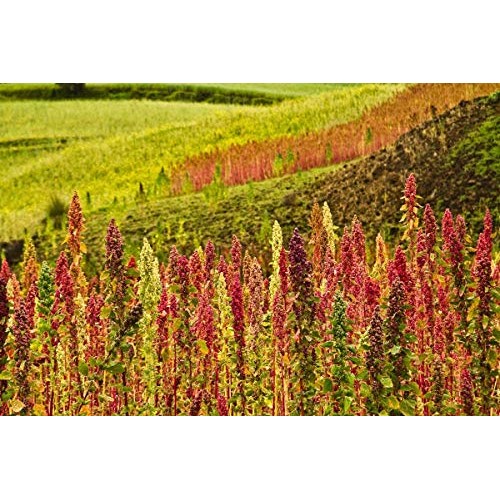 Organic Royal White Quinoa, 1 Pound - Whole Grain, Non-Gmo, Kosh