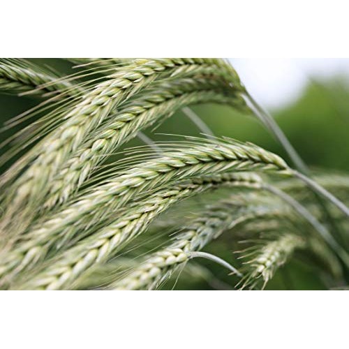 Organic Rye Berries, 10 Pounds - Whole Wheat Grain, Non-Gmo, Kos