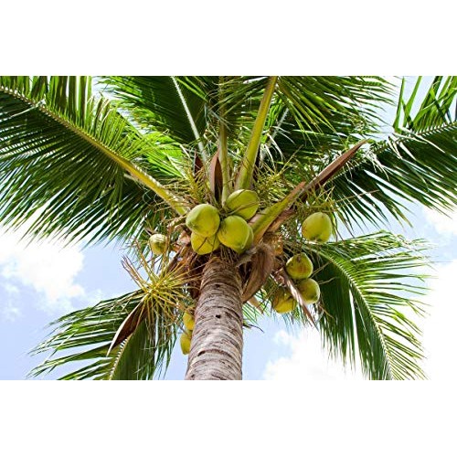 Organic Shredded Coconut, 5 Pounds - Desiccated, Unsweetened, No