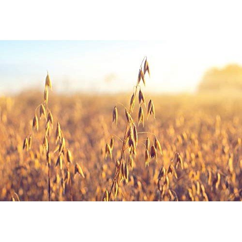 Organic Sprouted Oat Powder, 1 Pound — Non-Gmo Whole Grain Powde