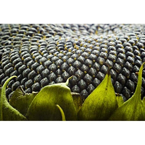 Organic Sprouted Sunflower Seeds, 1 Pound — Non-Gmo, Kosher, No