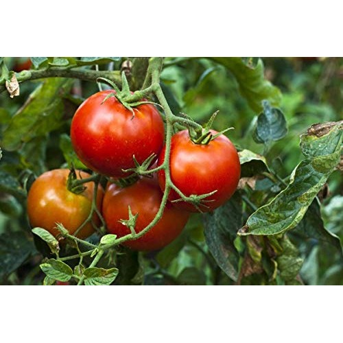 Organic Sun-Dried Tomatoes With Sea Salt, 1 Pound - Salted, Non-