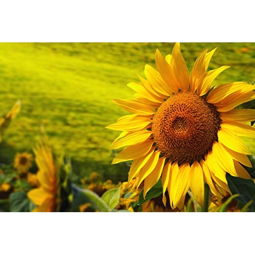 Organic Sunflower Seeds, 12 Pounds - Kernels, Non-Gmo, Kosher, R