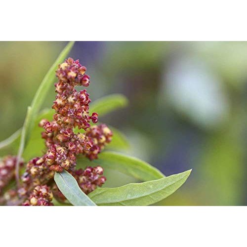 Organic Tri-Color Quinoa, 10 Pounds — Non-Gmo, Raw, Whole Grain,