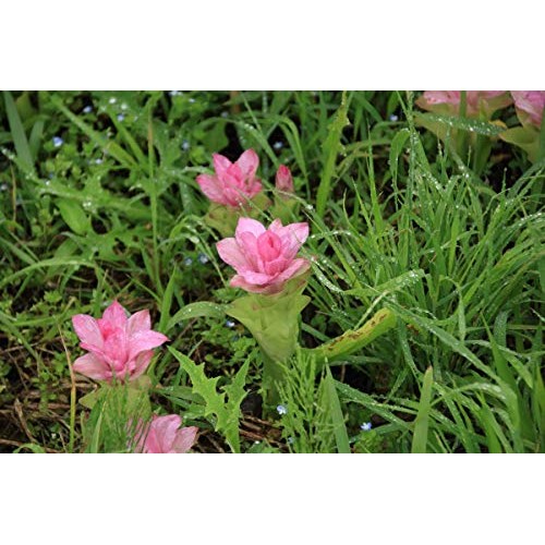 Organic Turmeric Powder, 8 Ounces – Non-GMO, Finely Ground Turme...