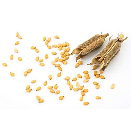 Organic Unhulled Sesame Seeds, 4 Pounds — Natural, Whole, White,